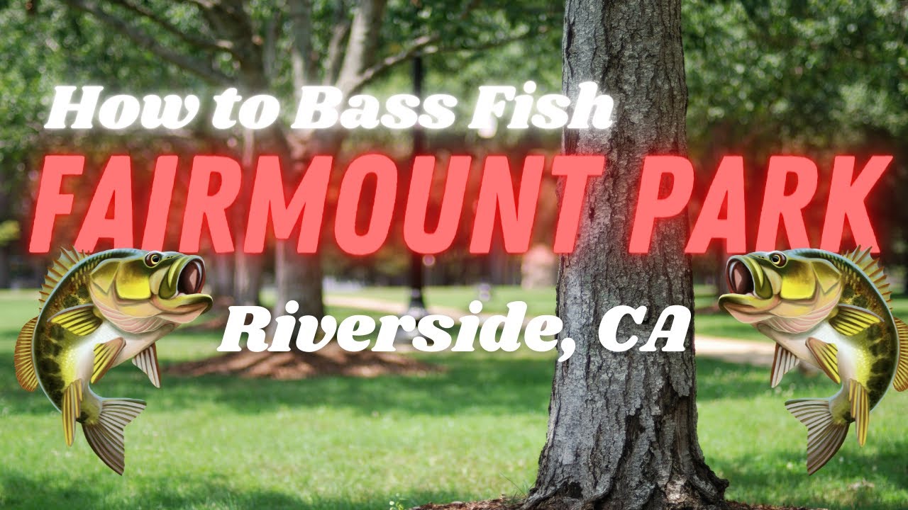 Bass Fishing at Fairmont Park Riverside, CA TIPS and TRICKS on how