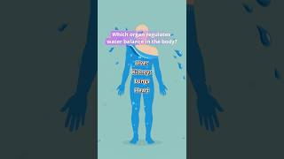 You'd Drown From the Inside Without This Organ