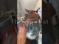 He†S Scared Of Cats рџ ‍⠀️ Fypг Horse Horseriding Tennesseewalkinghorse Shorts He†S Scared Of Cats рџ ‍⠀️ Fypг Horse Horseriding Tennesseewalkinghorse Shorts