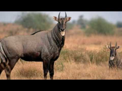 Video: L'antilope blackbuck è buona da mangiare?