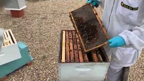 Making Summer Splits