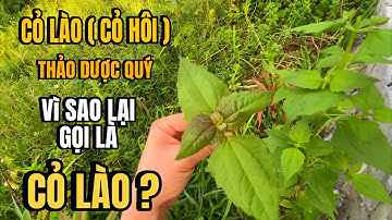 Tại Sao Cỏ Lào Bị Gọi Là “Cỏ Hôi” Nhưng Lại Được Xem Như Thảo Dược Quý?
