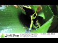 3 Great Dart Frogs for Beginners