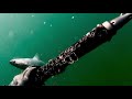 Подводная охота в море 2021 на кефаль и лобана
