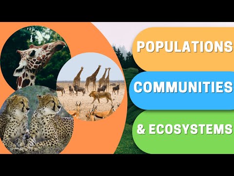 Video: Care este un exemplu de populație dintr-un ecosistem?