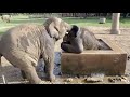 Wan Mai & Pyi Mai family join as one herd 🐘🐘- EleFlix