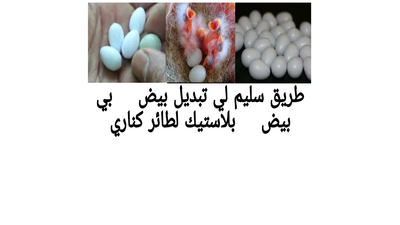 طريق سليم لي تبديل بيض🥚 بي بيض🥚 بلاستيك لطائر كناري