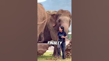 They Never Forgot Who Saved Them 🐘 ( @saveelephantfoundation )