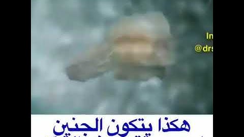 كيف خلق الجنين مع القارئ ماهر المعيقلي