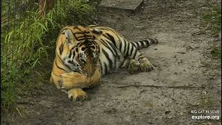 Jasmine enjoying her Caturday at Big Cat Rescue in Tampa Florida. 