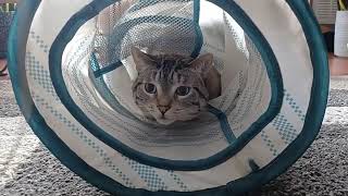 Adorable Cat's Playful Attack: Inside the Tunnel with a String Swipe! | Must-See Feline Fun