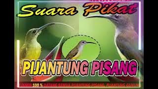 SUARA PIKAT PIJANTUNG PISANG PALING AMPUH