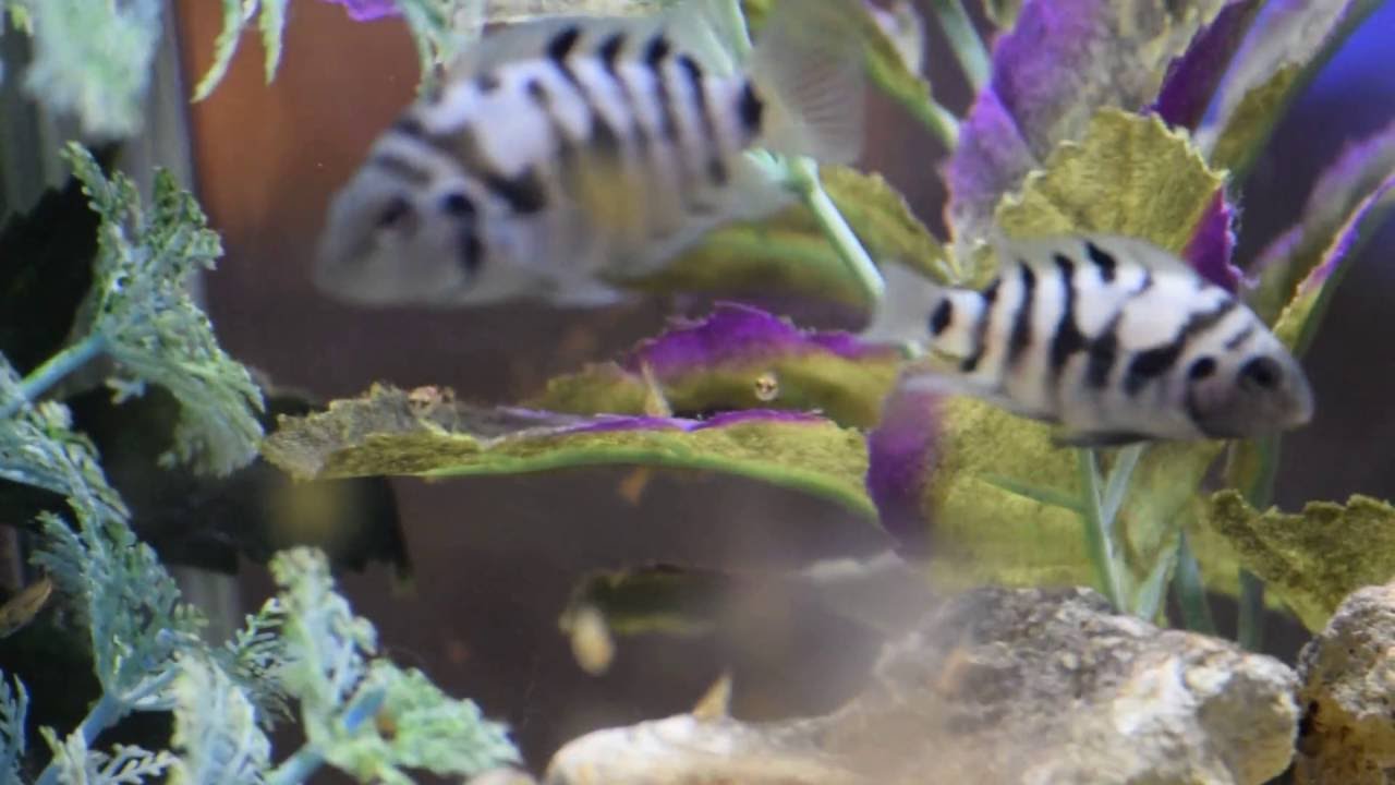 Convict Cichlid fry YouTube
