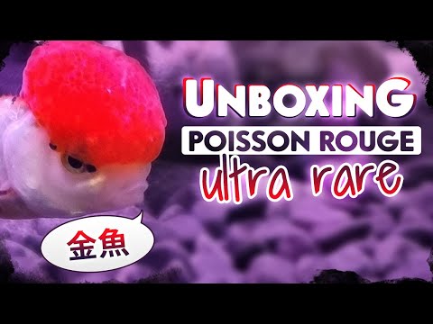 J'AI ACHETÉ DES POISSON ROUGE ULTRA RARE ! (200€ le Poisson Rouge)