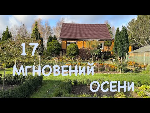 Куда девать землю из кашпо? Ампельная или почвопокровная хризантема ...