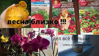 Февраль.. сеем томаты. У орхидей - весна, а у нас - ремонт)))