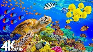 Amazing Underwater World of the Red Sea - 4K Relaxation Video with Calming Music | Coral Reefs, Fish