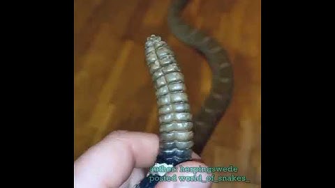 rattle Snake tail sound