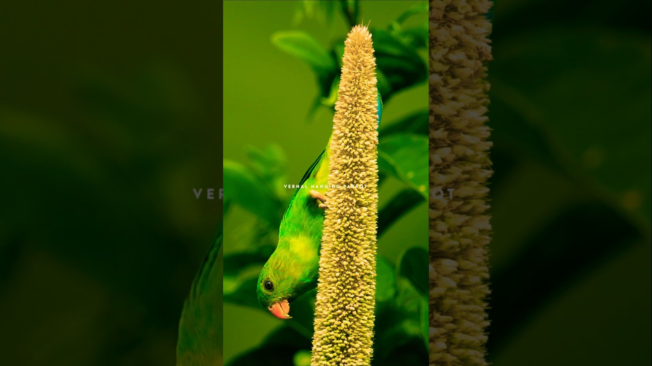 Vernal Hanging Parrots Enjoy a Millet Feast!