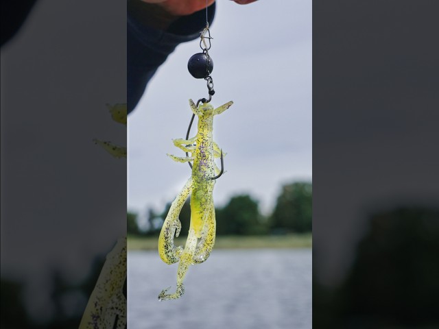 Gezielt harte Bisse? 🤔 Edward 2.0 💥#zeckfishing #lurefishing #barschangeln