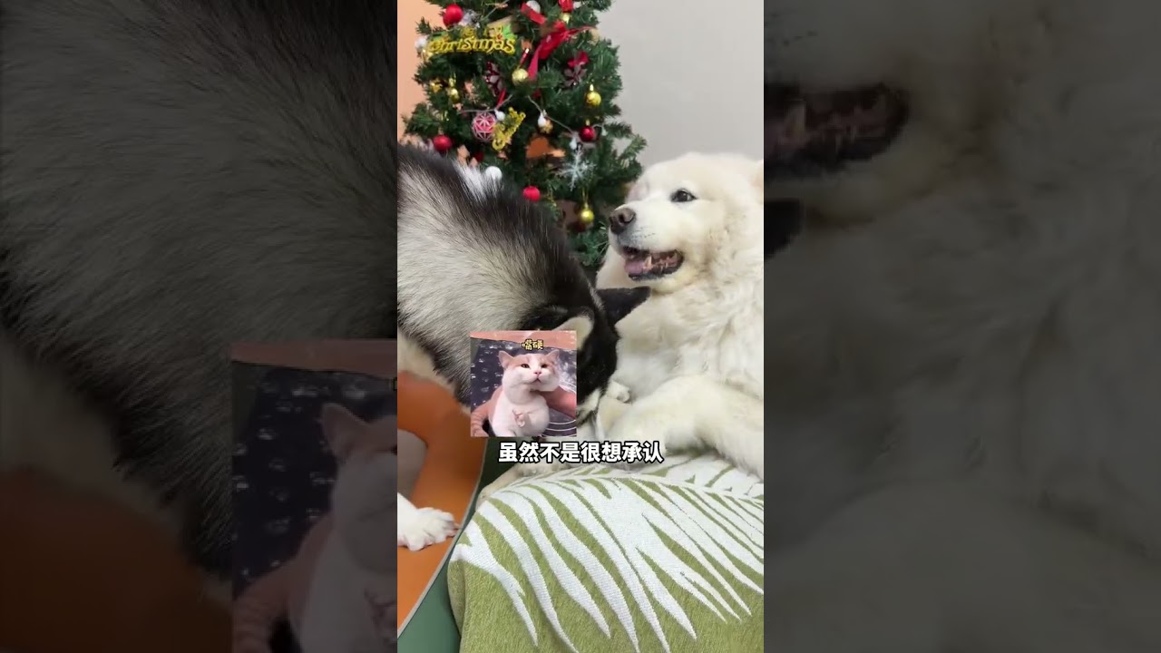 It turns out that puppies really have a privilege to be cute