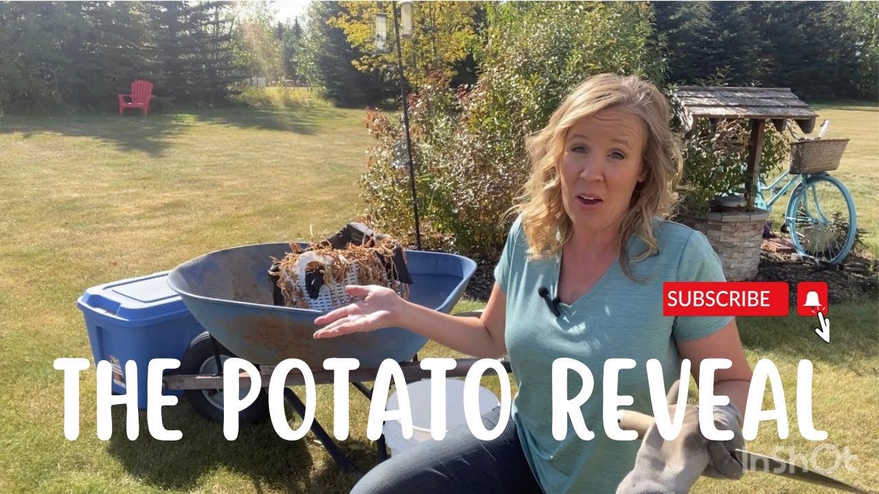 Potato Reveal / Grown in a Dollar Store Laundry Basket 2022 Harvest