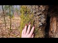 Forest walk in the rain 🌿 Soft & calming nature sounds Relaxing ASMR