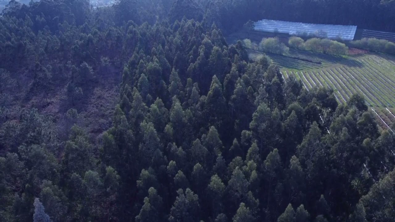 La Rasa (Villaviciosa - Asturias)