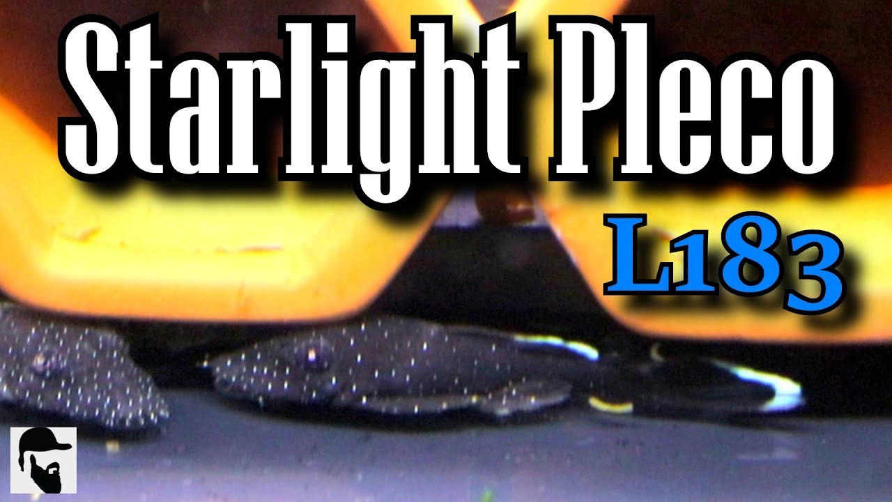 L183 Starlight Pleco Unboxing YouTube l183-starlight-pleco-unboxing-youtube