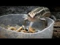バッコバッコ食うトカゲ　こっちみんな！[ Lizard ]