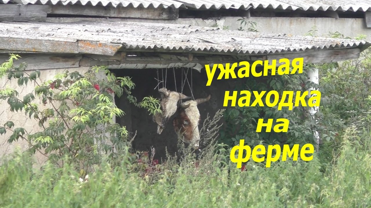 Ужасная находка 8 Ужасная находка 66