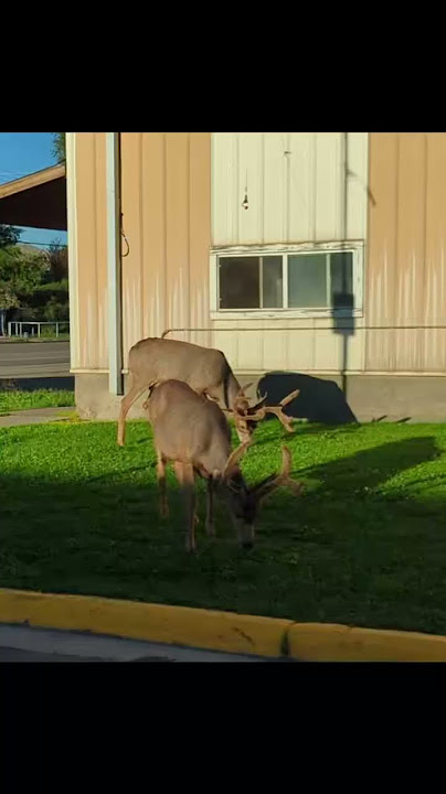 Hunter Porn #nature  #deer  #animal