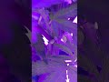 90s blues number 2  by dj short seeds   flower week 1 day 2  56 days above soil 