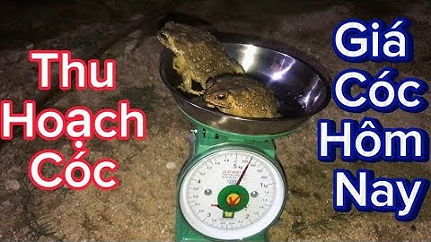 Thu hoạch cóc trong trại nuôi cóc thương phẩm và báo giá cóc hiện tại