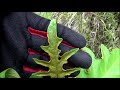 Middle of video
