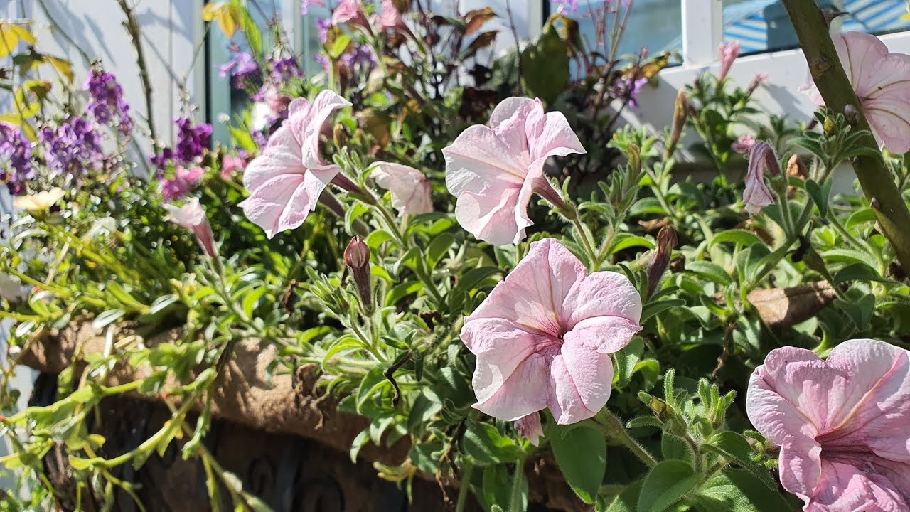 ได้เวลาเปลี่ยนดอกไม้ชุดใหม่ลงตะกร้าแขวนผนัง สวนรอบบ่อปลา 🏡💐😊 Hatley Garden