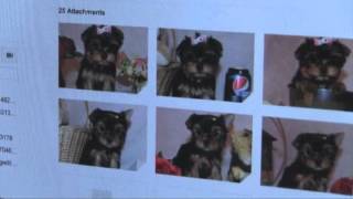 Pet lovers are a target for scammers Profile