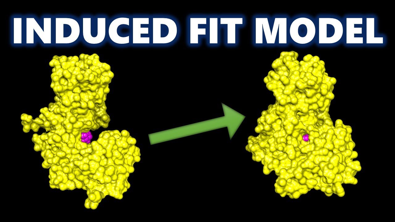 Enzyme Induced Fit Gif