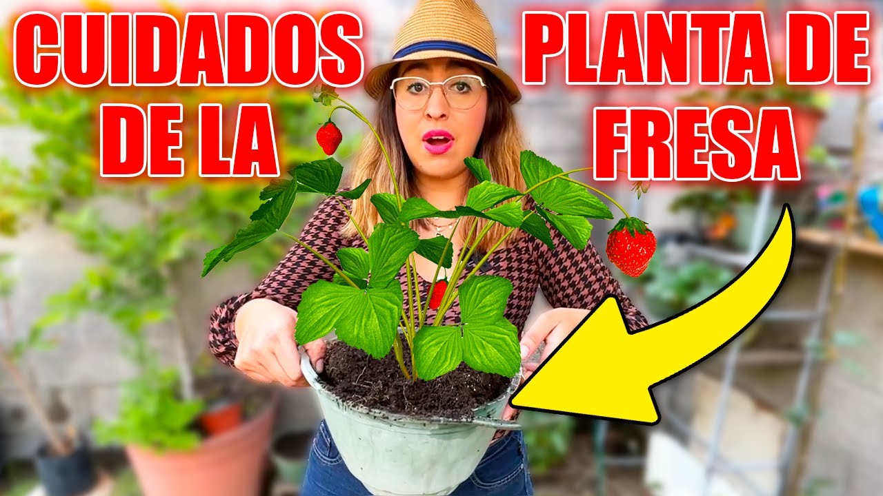 ❌ 5 RAZONES por las que tus PLANTAS de FRESA NO CRECEN o SE MUEREN 🍓