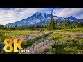 8K Mount Rainier Summer Wildflowers - Relaxation Video - 10 bit Color 50fps