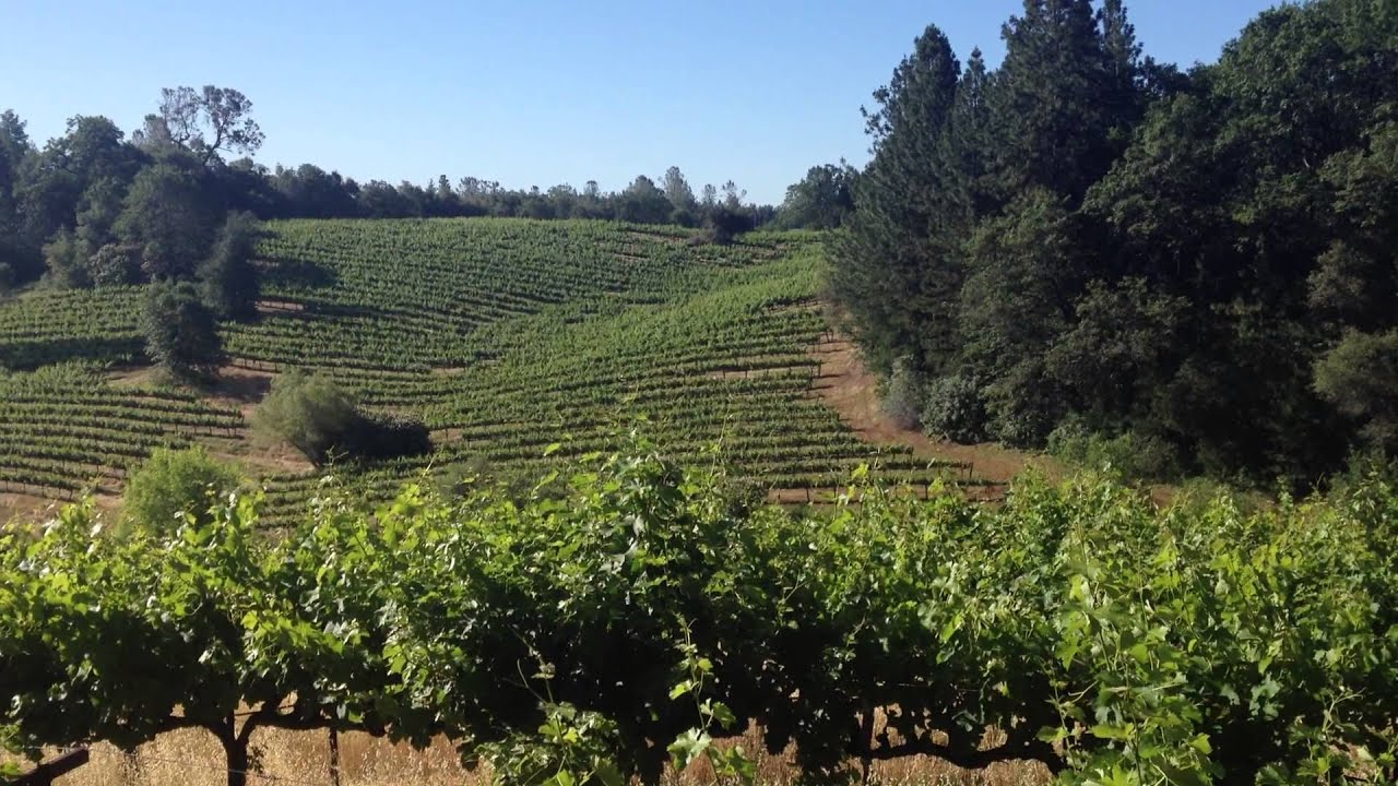24 Brix Wines Our Vineyards YouTube
