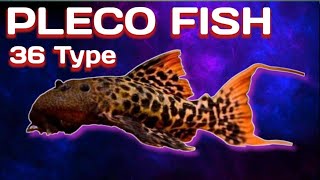 36 Amazing Types Of  Pleco Fish Species, Rare And Commen Pleco fish A to Z