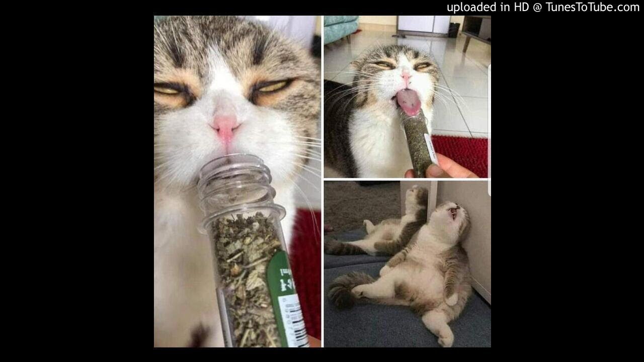 Горе в семье мем. Кот наркоман. Кот наркоман горе в семье. Кот смешной наркоман. Кот наркоман горе в семье Мем