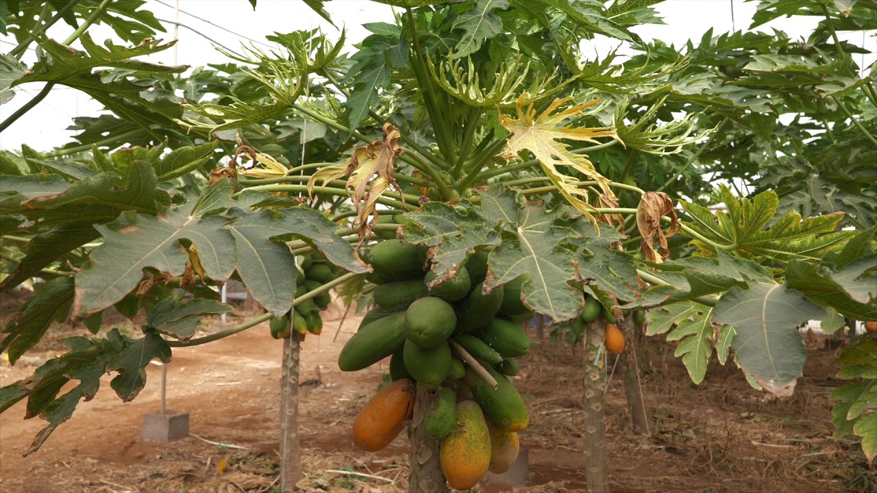 VIDEO PLAGAS Y ENFERMEDADES HD