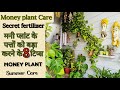 Money plant care in rainy season  complete guide         