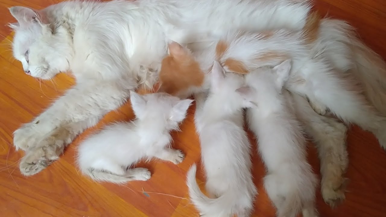 Newborn Kittens Eating For The First Time Siblings Not Allowing Poor newborn-kittens-eating-for-the-first-time-siblings-not-allowing-poor