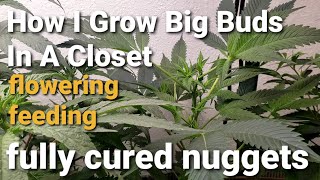 How I GROW BIG BUDS in A Closet / flowering top feeding fully cured nuggets