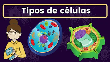 ¿Cuáles son los 4 tipos de células T?