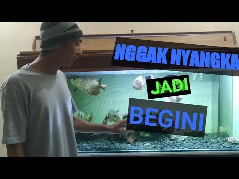 Video: Batuan di Akuarium: Panduan Ikan