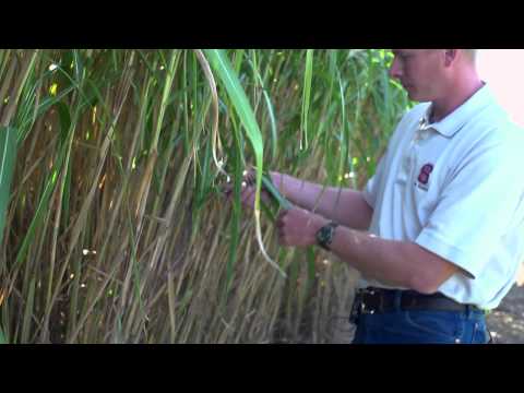 NC Biofuels as Clean Renewable Energy - Dr. Ron Gehl